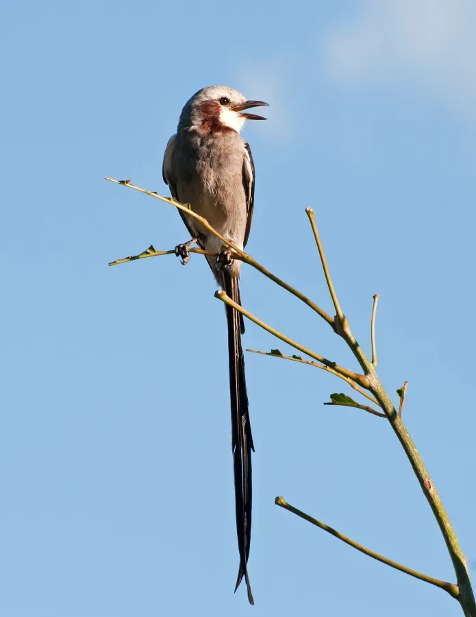 File:Gubernetes yetapa -Piraju, Sao Paulo, Brasil-8.jpg