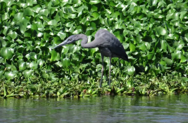 File:Ardea humbloti 2079576.jpg