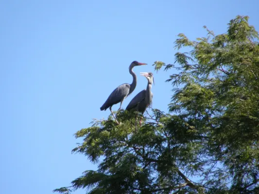 File:Ardea humbloti 2061451.jpg