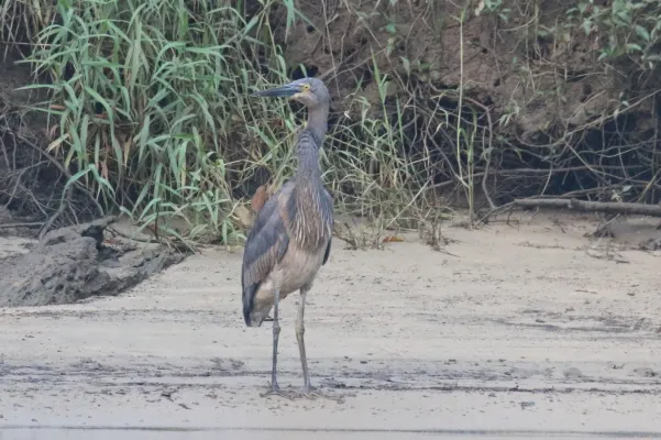 File:Ardea sumatrana 339857465.jpg