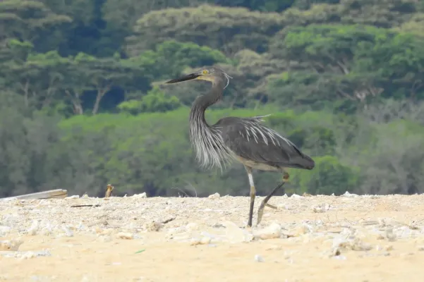 File:Ardea sumatrana sumatrana 129768868.jpg