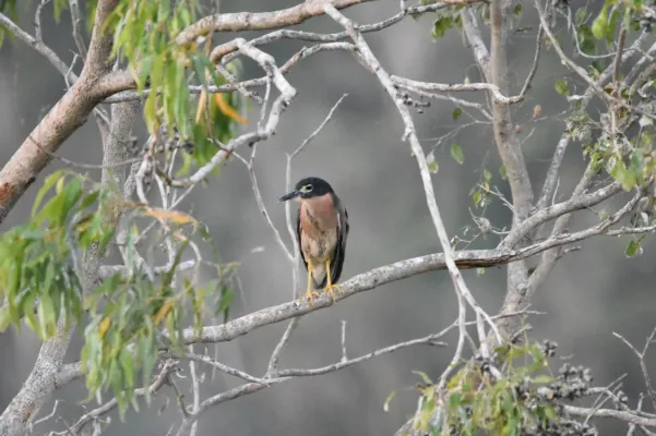 File:Calherodius leuconotus natalensis 102477113.jpg
