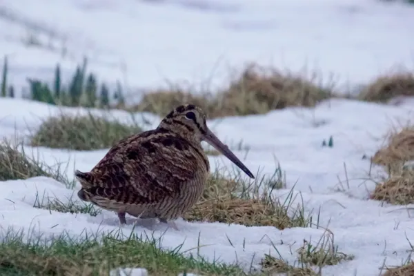 File:Woodcock (Scolopax rusticola), Haroldswick - geograph.org.uk - 6758230.jpg