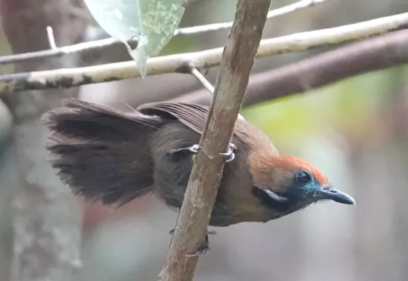 File:Macronus ptilosus ptilosus imported from iNaturalist photo 227036135 on 27 September 2024.jpg