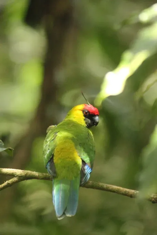 File:Eunymphicus cornutus 1006863.jpg