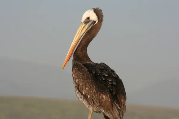 File:Pelecanus thagus 420165286.jpg