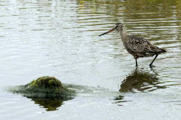 File:Hudsonian Godwit (Limosa haemastica), Grutness (geograph 7561961).jpg