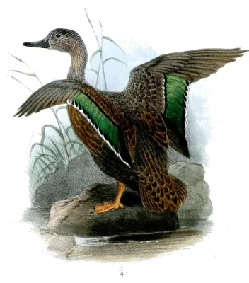File:AnasMelleriWolf.jpg