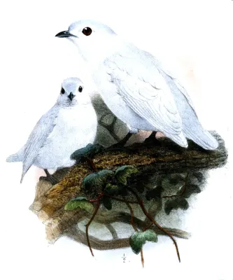 File:CarpodectesNitidusWolf.jpg