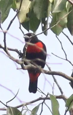 File:Malimbus scutatus 344850620.jpg