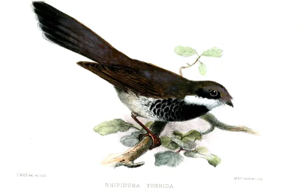 File:RhipiduraTorridaWolf.jpg