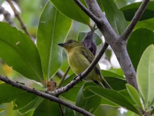 File:Tolmomyias viridiceps 108240354 (cropped).jpg