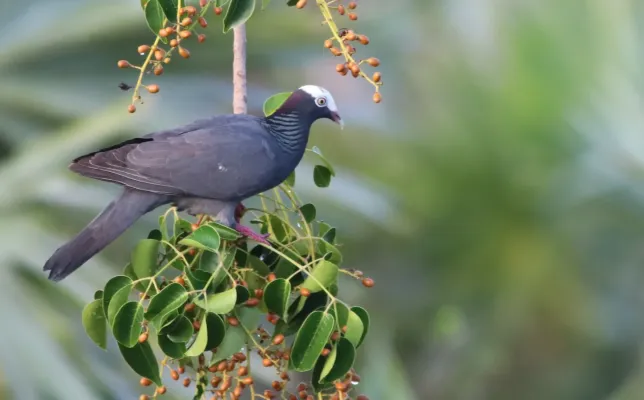 File:Patagioenas leucocephala 370397583.jpg