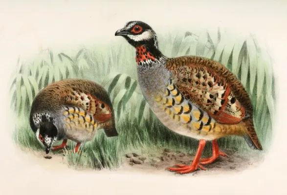 File:Arborophila campbelli 1905.jpg