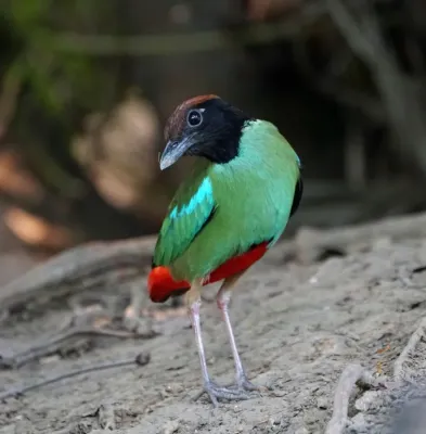 File:Pitta sordida 368839159.jpg