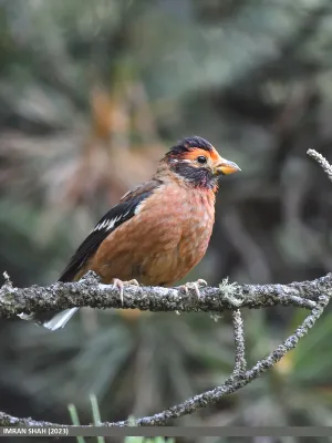 File:Spectacled Finch (Callacanthis burtoni) (54005895371).jpg