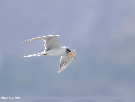 File:River Tern (Sterna aurantia) (53976459351).jpg