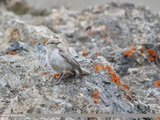 File:Ground Tit (Pseudopodoces humilis) (53968971740).jpg