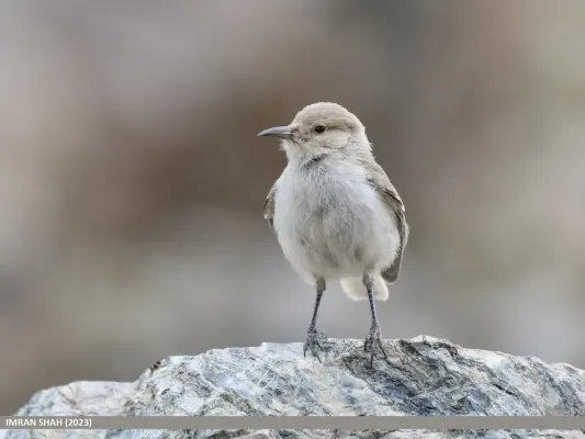 File:Ground Tit (Pseudopodoces humilis) (53940853797).jpg