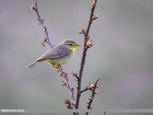 File:Tickell's Leaf Warbler (Phylloscopus affinis) (53944830985).jpg