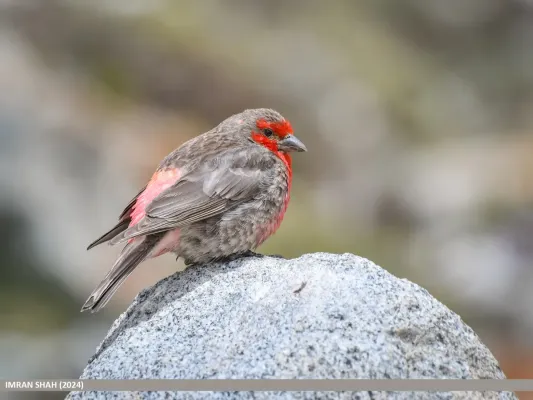 File:Red-fronted Rosefinch (Carpodacus puniceus) (53946391234).jpg