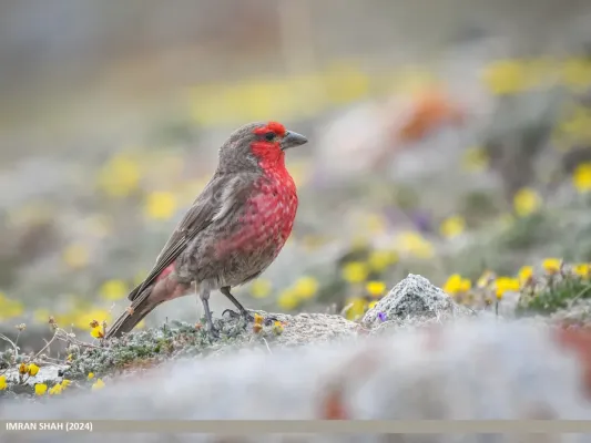 File:Red-fronted Rosefinch (Carpodacus puniceus) (53963649656).jpg