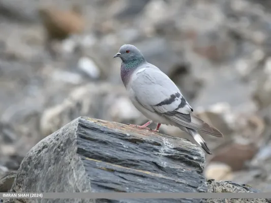 File:Hill Pigeon (Columba rupestris) (53927165620).jpg