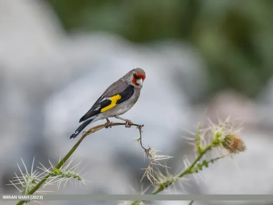 File:Grey-crowned Goldfinch (Carduelis caniceps), Gilgit (53940014299).jpg