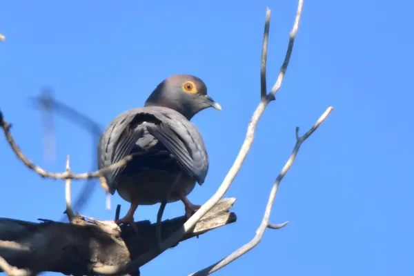 File:Columba eversmanni 391236698.jpg