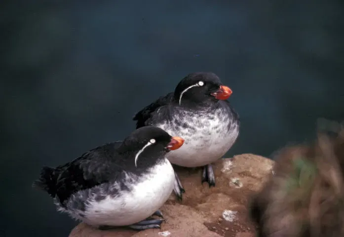 File:Aethia psittacula -Alaska Maritime National Wildlife Refuge, Alaska, USA -two-8.jpg