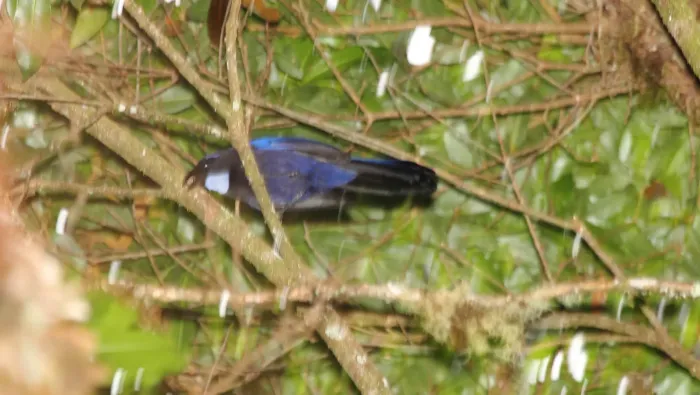 File:Cyanolyca argentigula.jpg