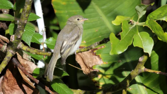 File:Elaenia frantzii.jpg