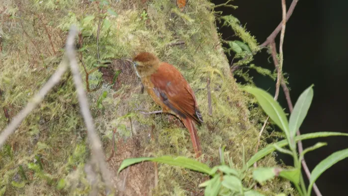 File:Margarornis rubiginosus.jpg