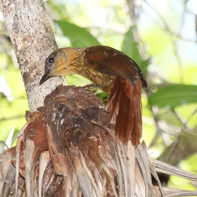 File:Thripadectes rufobrunneus.jpg