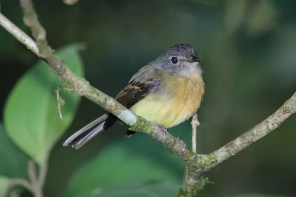 File:Aphanotriccus capitalis.jpg