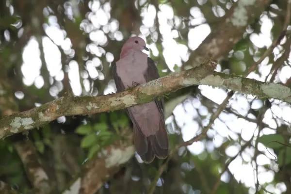 File:Patagioenas nigrirostris.jpg
