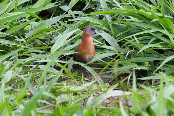 File:Laterallus albigularis.jpg