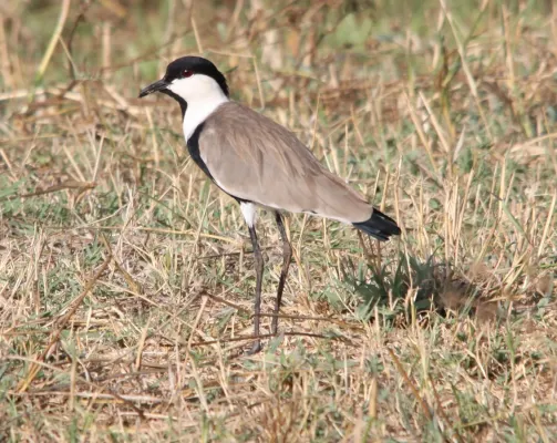 File:Flickr - don macauley - Vanellus spinosus.jpg