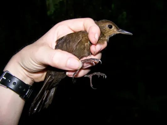 File:Sclerurus caudacutus Black-tailed Leaftosser; Yasuní National Park, Ecuador.jpg
