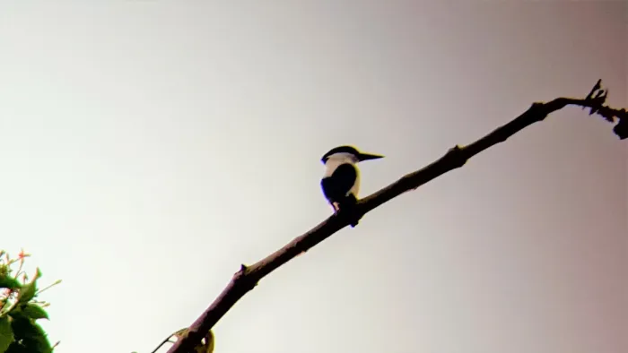 File:Todiramphus albonotatus 50661529.jpeg