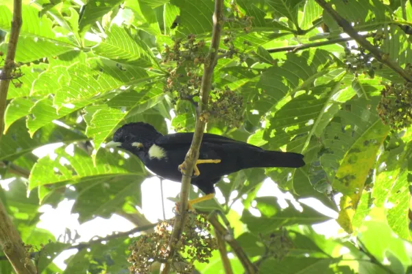 File:Basilornis celebensis 80945016.jpg