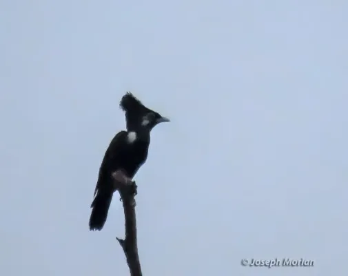 File:Basilornis corythaix 337295929.jpg