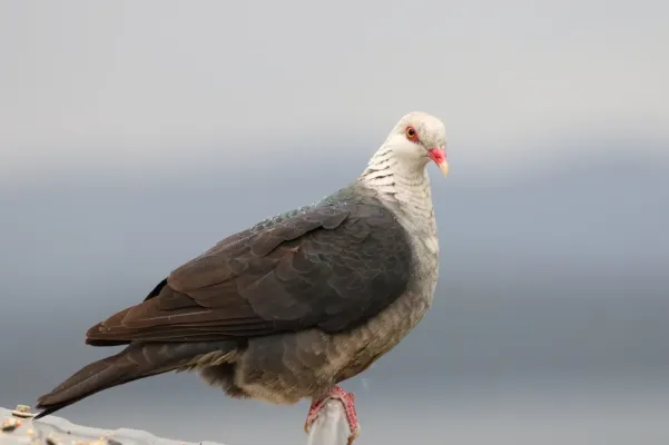 File:Columba leucomela 230076138.jpg