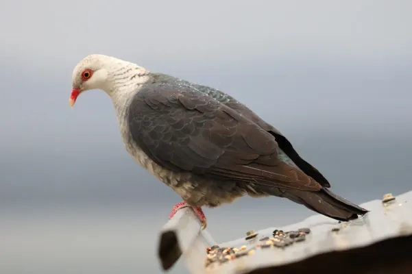 File:Columba leucomela 271015136.jpg
