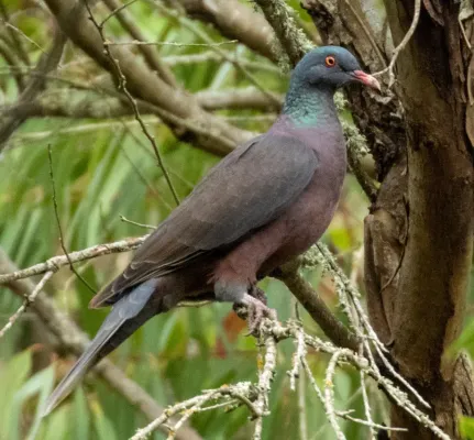 File:Columba junoniae 163958122 (cropped).jpg
