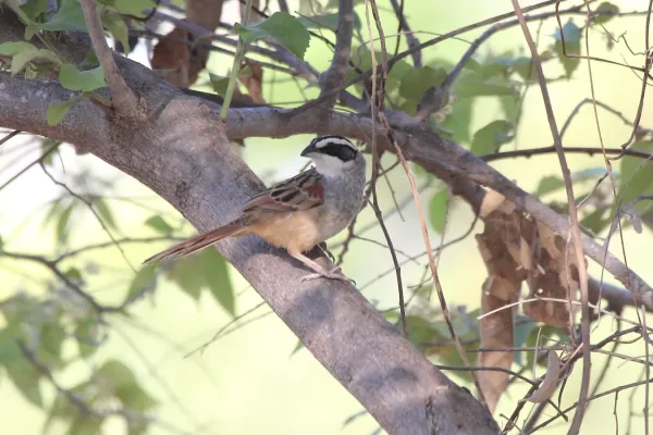 File:Peucaea ruficauda.jpg