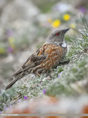 File:Altai Accentor (Prunella himalayana) (53913618822).jpg