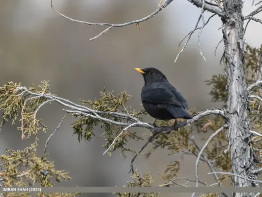 File:Tibetan Blackbird (Turdus maximus) (53923199879).jpg