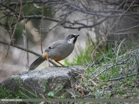 File:Variegated Laughingthrush (Trochalopteron variegatum) (53926461770).jpg