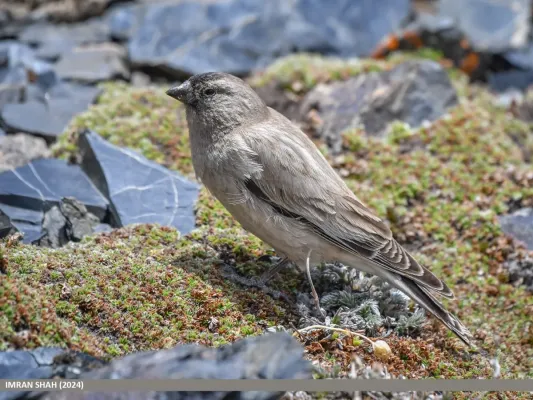 File:Brandt's Mountain Finch (Leucosticte brandti) (53926461680).jpg